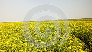 A view of a mustards crop field