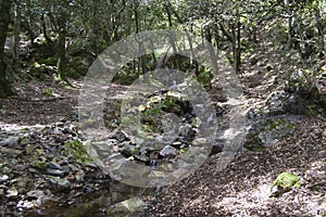 View of Musui forest photo