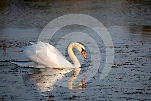 View of mute swan or Cygnus olor floats on water