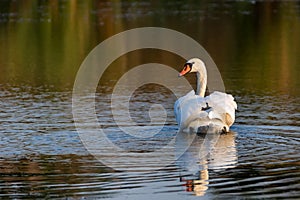 View of mute swan or Cygnus olor floats on water
