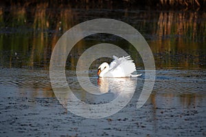 View of mute swan or Cygnus olor floats on water