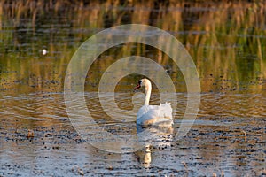 View of mute swan or Cygnus olor floats on water