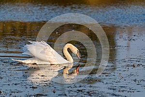 View of mute swan or Cygnus olor floats on water