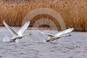 View of mute swan or Cygnus olor take wing on water