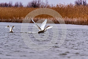 View of mute swan or Cygnus olor take wing on water