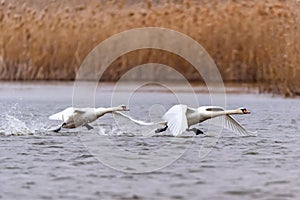 View of mute swan or Cygnus olor take wing on water