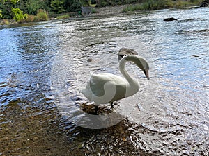 A view of a Mute Swan in the water photo