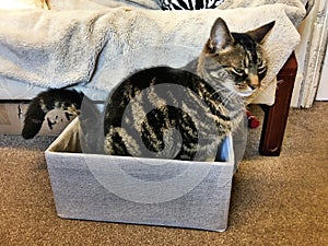 A view of my cat Jess in a box photo