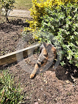 A view of my cat Jess relaxing