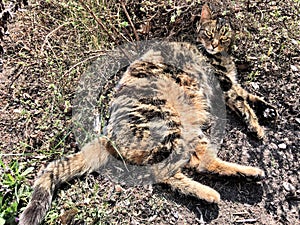 A view of my Cat Jess relaxing