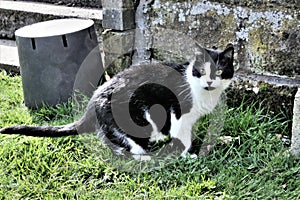 A view of my Cat Millie relaxing