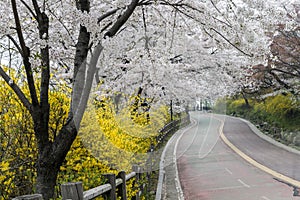 View of Namsan park in Seoul during cherry blossom in full bloom.
