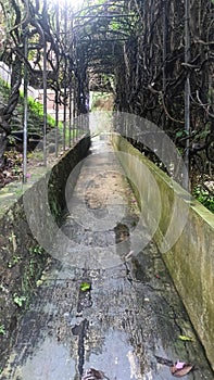 Narrow Pathway between Tall Bamboo