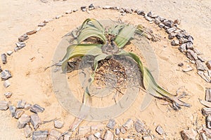 A view of the national flower of Namibia, welwitschia mirabilis