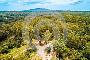 View of native Australian eucalypt forest.