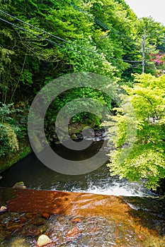 View of natural fresh flowing spring stream with stone bank through light glowing green maple trees and forest shadow on stone