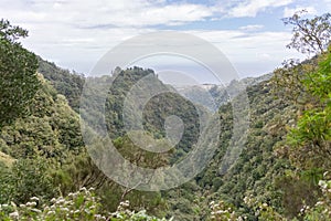 View of the natural landscape of the Levada do Caldeirão Verde, an iconic and tourist trail in the middle of the laurissilva