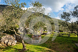 Sul naturale monumento un oliva alberi, 