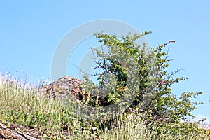 A view of natural stones from granite covered with moss and lichen on the background of grass, flowers and a blue sky with clouds.