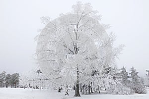 View of natural winter, white snow and hoarfrost on trees and ground Canada, look cold and beautiful