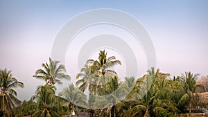 View nature background with coconut trees