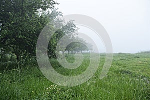 View of nature in a foggy weather