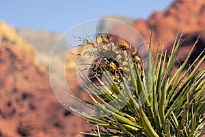 View of nature in Red Rock Canyon in Nevada, USA