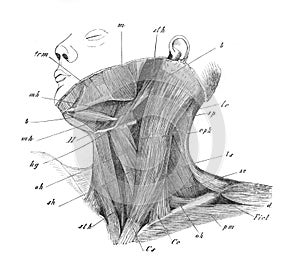 The view of neck muscles in the old book the Human Anatomy Basics, by A. Pansha, 1887, St. Petersburg