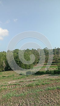 View of newly harvested rice fields