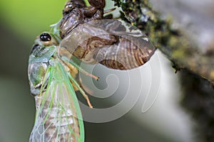 Newly Molted Cicada on a Tree