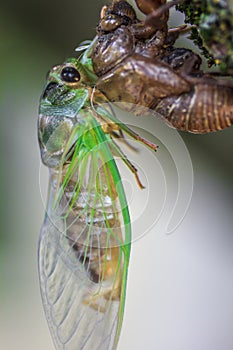 Newly Molted Cicada on a Tree