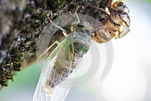 Newly Molted Cicada on a Tree