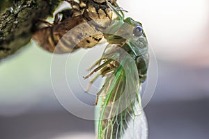 Newly Molted Cicada on a Tree