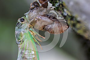 Newly Molted Cicada on a Tree