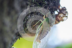 Newly Molted Cicada on a Tree