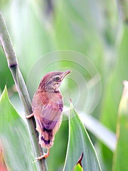 View of nice little bird