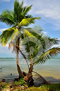 View of nice tropical background with coconut palms