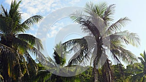 View of nice tropical beach with palms around. Holiday and vacation concept