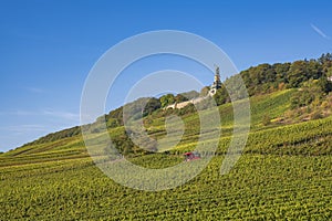 View of the Niederwald Monument, also known as Germania, on a sunny autumn day in the vineyards above Rüdesheim am Rhein Germany