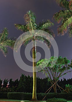 View of night palm tree
