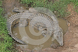 NILE CROCODILE IN PUDDLE OF WATER