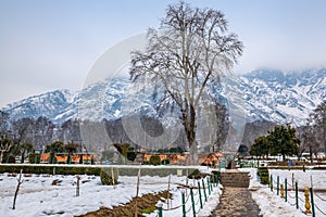 The view of Nishat Bagh Mughal Garden during winter season, Srinagar, Kashmir, India