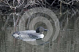 View of Northern Loon, Gavia immer, breeding plumage