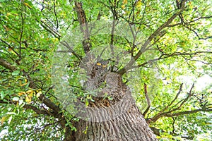 View of the oak tree