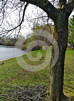 View of oak tree with backdrop of river and trees in distance serene