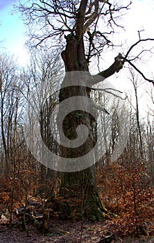 an oak tree in sunlight on a winter day in the Sababurg primeval forest, Germany