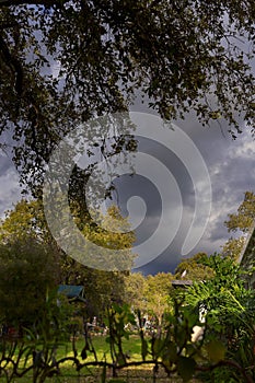 View of oaks and black clouds in winter storm Kfar Glikson Israel