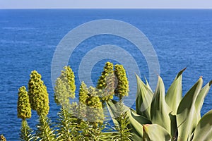 View of the ocean from the high coast with flowers. Island Madeira. Portugal.