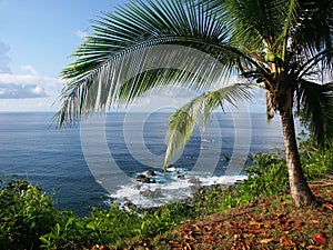 View of the ocean with palmtree photo