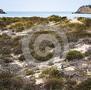 View of ocean shore sand and plant diversity